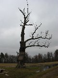 IMG_0220