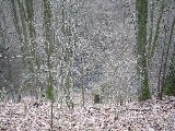 IMG_0233