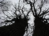 IMG_0247